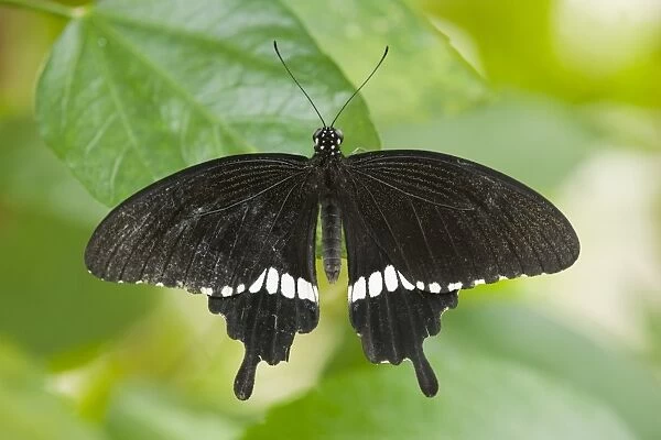 Common Mormon butterfly -Papilio polytes-, captive, Thuringia, Germany