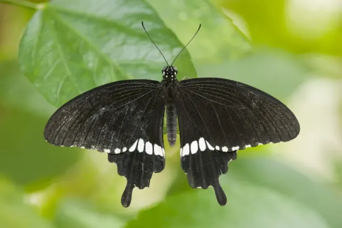 Framed Print : Common Mormon butterfly -Papilio polytes-, captive, Thuringia, Germany Framed Print : Common Mormon butterfly -Papilio polytes-, captive, Thuringia, Germany