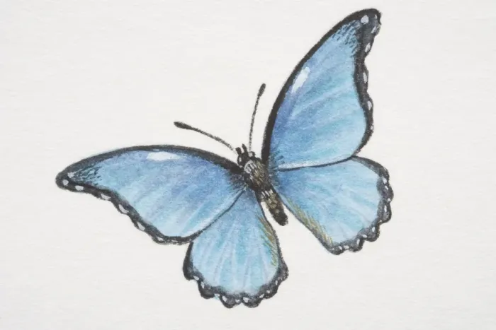 Framed Print : Common Morpho butterfly (morpho peleides) Framed Print : Common Morpho butterfly (morpho peleides)