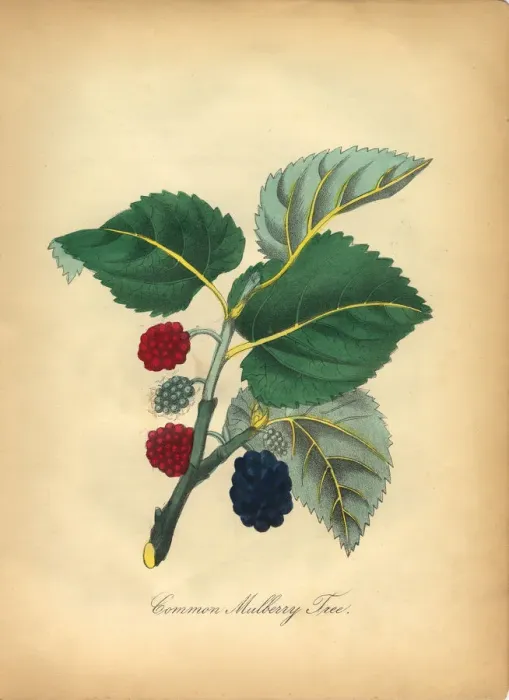 Framed Print : Common Mulberry Tree Victorian Botanical Illustration Framed Print : Common Mulberry Tree Victorian Botanical Illustration