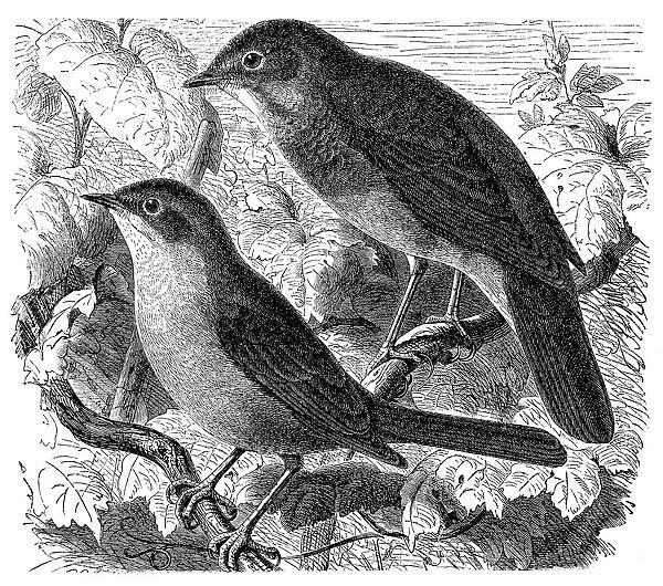 Common nightingale, Luscinia megarhynchos and Thrush nightingale, Luscinia luscinia