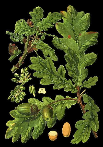 common oak, pedunculate oak, European oak
