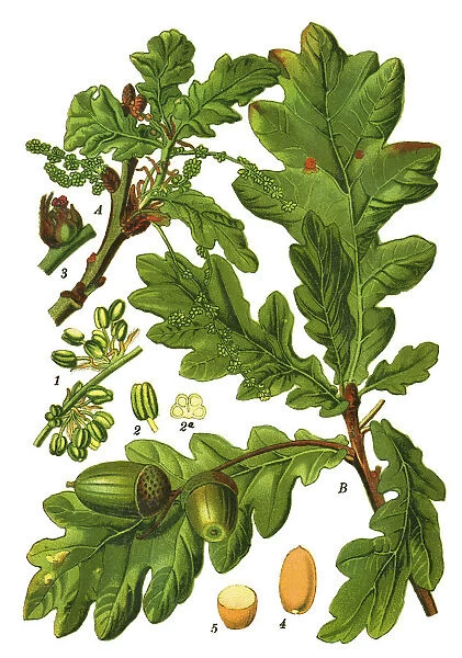 common oak, pedunculate oak, European oak