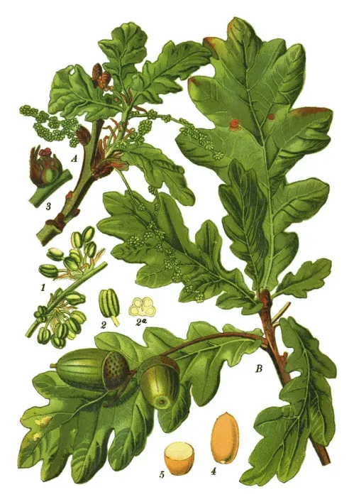Framed Print : common oak, pedunculate oak, European oak Framed Print : common oak, pedunculate oak, European oak