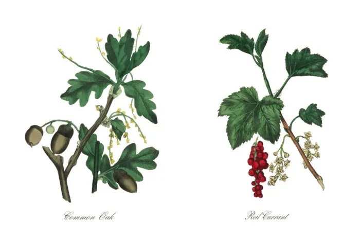 Framed Print : Common Oak Tree Victorian Botanical Illustration Framed Print : Common Oak Tree Victorian Botanical Illustration