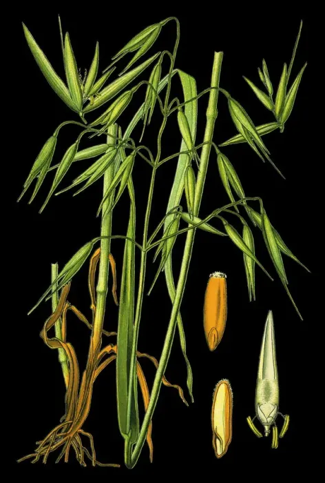 Framed Print : common oat Framed Print : common oat