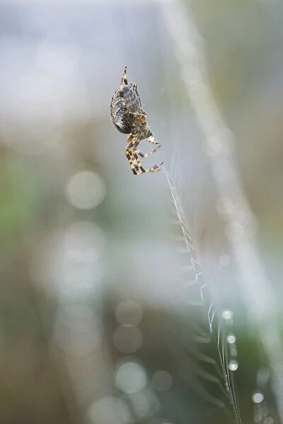 Common orb-web spider -Araneus sp. - on its web, Konstanz, Baden-Wuerttemberg, Germany, Europe