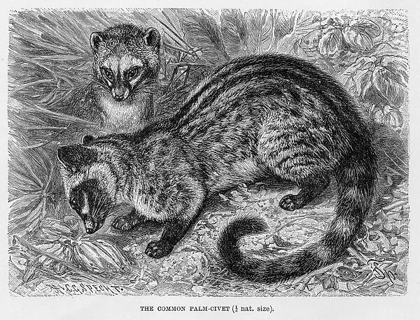Common palm civet engraving 1894