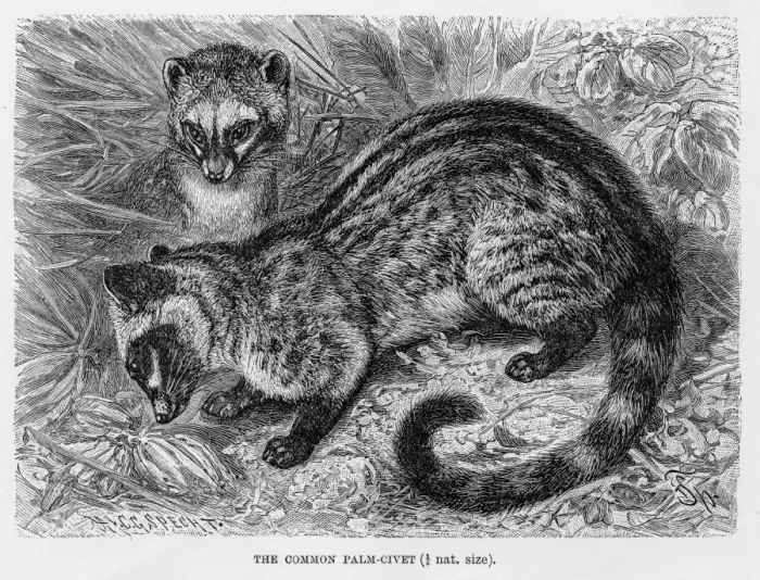 Framed Print : Common palm civet engraving 1894