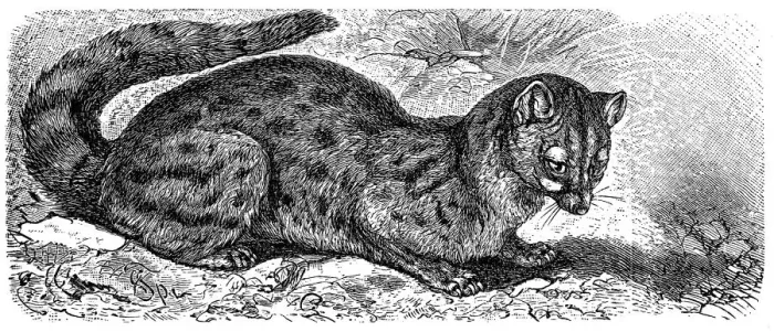 Framed Print : The Common Paradoxure or Palm-Cat (Paradoxurus Typus) Framed Print : The Common Paradoxure or Palm-Cat (Paradoxurus Typus)