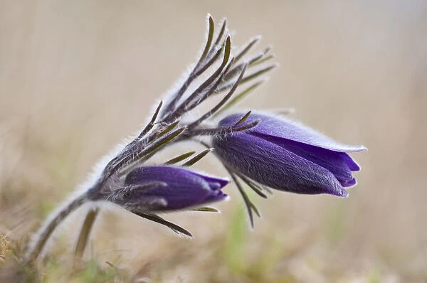 Common Pasque Flower -Pulsatilla vulgaris, Anemone pulsatilla L. -, Gillesbachtal, Kalkeifel, Eifel, North Rhine-Westphalia, Germany, Europa