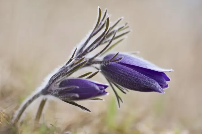 Framed Print : Common Pasque Flower -Pulsatilla vulgaris, Anemone pulsatilla L. -, Gillesbachtal, Kalkeifel, Eifel, North Rhine-Westphalia, Germany, Europa Framed Print : Common Pasque Flower -Pulsatilla vulgaris, Anemone pulsatilla L. -, Gillesbachtal, Kalkeifel, Eifel, North Rhine-Westphalia, Germany, Europa