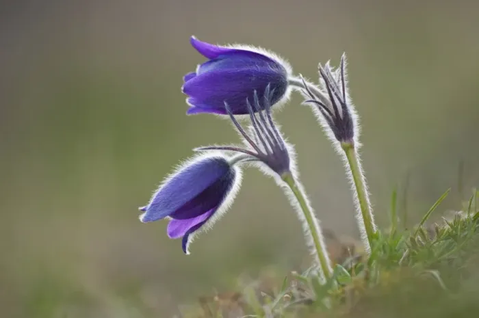 Framed Print : Common Pasque Flower -Pulsatilla vulgaris, Anemone pulsatilla L. -, Gillesbachtal, Kalkeifel, Eifel, North Rhine-Westphalia, Germany, Europa Framed Print : Common Pasque Flower -Pulsatilla vulgaris, Anemone pulsatilla L. -, Gillesbachtal, Kalkeifel, Eifel, North Rhine-Westphalia, Germany, Europa