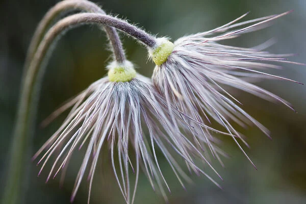 Common Pasque Flower -Pulsatilla vulgaris-, Bavaria, Germany