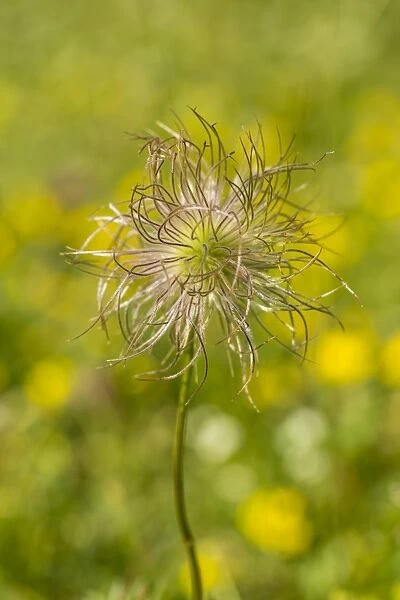 Common Pasque Flower -Pulsatilla vulgaris-, Hesse, Germany