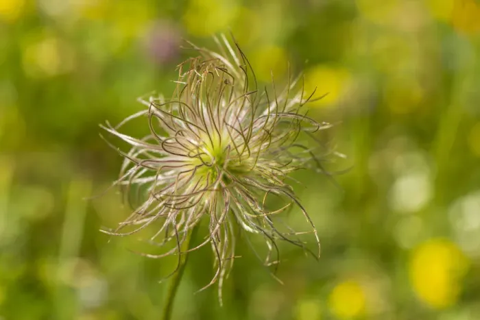 Framed Print : Common Pasque Flower -Pulsatilla vulgaris-, Hesse, Germany Framed Print : Common Pasque Flower -Pulsatilla vulgaris-, Hesse, Germany