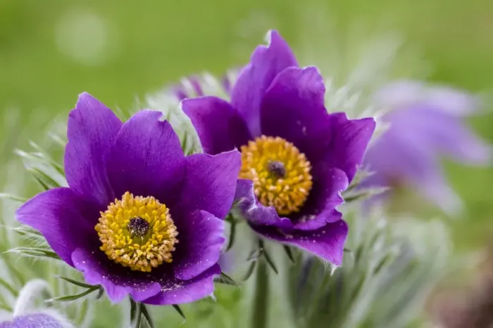 Framed Print : Common Pasque Flower -Pulsatilla vulgaris-, Hesse, Germany Framed Print : Common Pasque Flower -Pulsatilla vulgaris-, Hesse, Germany