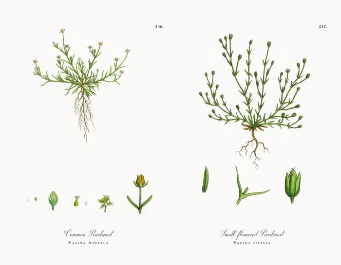 Framed Print : Common Pearlwort, Sagina Apetala, Victorian Botanical Illustration, 1863 Framed Print : Common Pearlwort, Sagina Apetala, Victorian Botanical Illustration, 1863