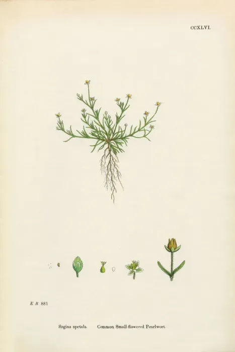 Framed Print : Common Pearlwort, Sagina Apetala, Victorian Botanical Illustration, 1863 Framed Print : Common Pearlwort, Sagina Apetala, Victorian Botanical Illustration, 1863