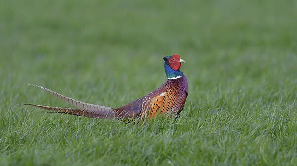 Common Pheasant -Phasianus colchicus-, Waal en Burg nature reserve, Texel, West Frisian Islands, province of North Holland, The Netherlands