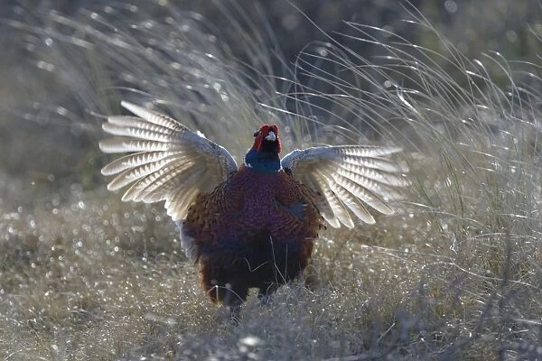 Common Pheasant -Phasianus colchicus-, courting display, Duinen van Texel National Park, Texel, West Frisian Islands, province of North Holland, The Netherlands
