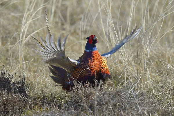 Common Pheasant -Phasianus colchicus-, courting display in dune grass, Duinen van Texel National Park, Texel, West Frisian Islands, province of North Holland, The Netherlands