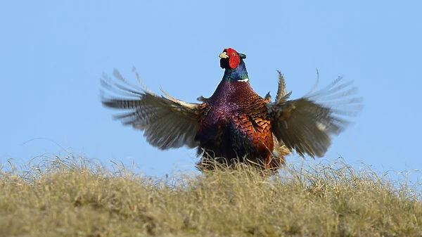 Common Pheasant -Phasianus colchicus-, cock displaying, Dunes of Texel National Park, Texel, West Frisian Islands, Province of North Holland, Netherlands