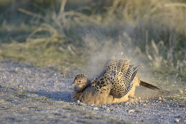 Common Pheasant -Phasianus colchicus-, hen taking a dust-bath by the wayside, Dunes of Texel National Park, Texel, West Frisian Islands, Province of North Holland, Netherlands