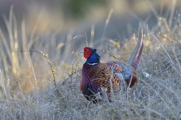 Common Pheasant -Phasianus colchicus-, cock displaying in marram grass, Dunes of Texel National Park, Texel, West Frisian Islands, Province of North Holland, Netherlands