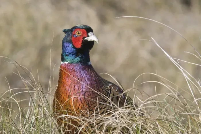 Framed Print : Common Pheasant -Phasianus colchicus-, Island of Spiekeroog, East Frisian Islands, Germany, Europe Framed Print : Common Pheasant -Phasianus colchicus-, Island of Spiekeroog, East Frisian Islands, Germany, Europe