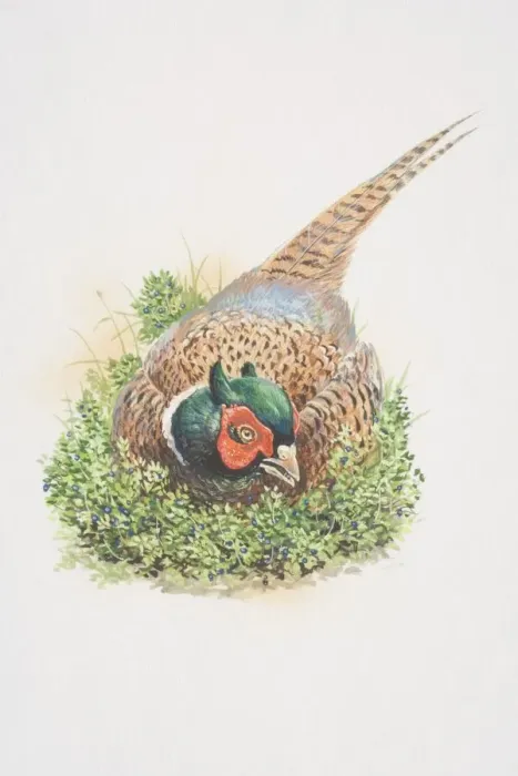 Framed Print : Common Pheasant (Phasianus colchicus), illustration of large, long-tailed gamebird. rich chestnut, golden-brown and black markings on body and tail, dark green head and red face wattling Framed Print : Common Pheasant (Phasianus colchicus), illustration of large, long-tailed gamebird. rich chestnut, golden-brown and black markings on body and tail, dark green head and red face wattling