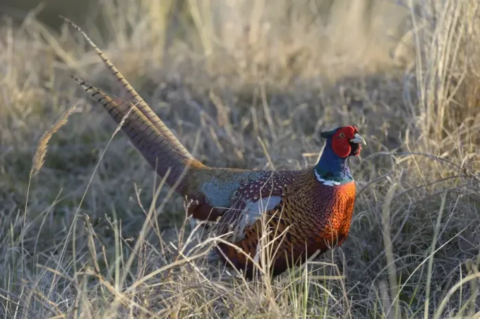 Framed Print : Common Pheasant -Phasianus colchicus- in the evening light, Duinen van Texel National Park, Texel, West Frisian Islands, province of North Holland, The Netherlands Framed Print : Common Pheasant -Phasianus colchicus- in the evening light, Duinen van Texel National Park, Texel, West Frisian Islands, province of North Holland, The Netherlands
