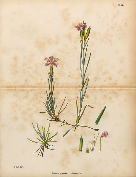 Common Pink, Dianthus Plumarius, Victorian Botanical Illustration, 1863