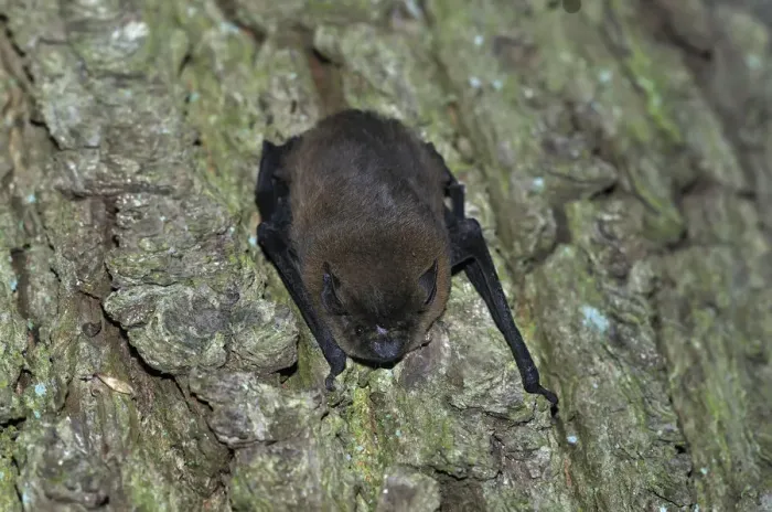 Framed Print : Common Pipistrelle -Pipistrellus pipistrellus-, hanging on a tree trunk, woods near Geesthacht, Schleswig-Holstein, Germany, Europe