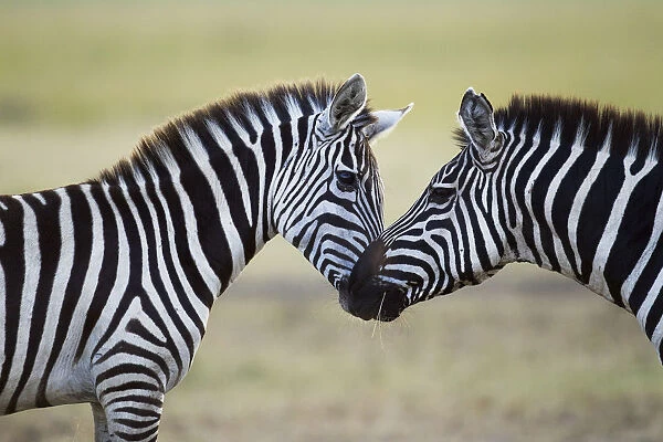 Common or Plains Zebra nuzzling