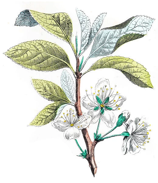 Common plum blossom illustration 1853