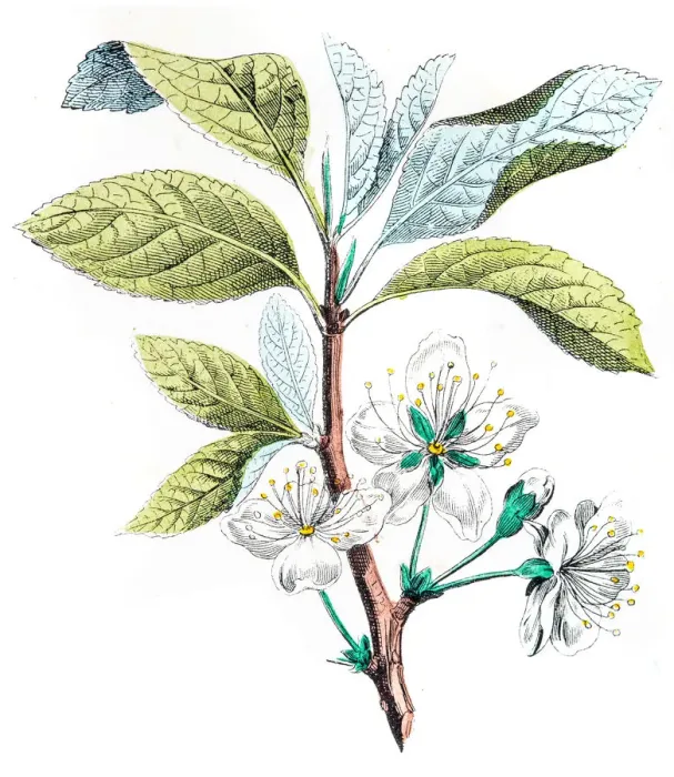 Framed Print : Common plum blossom illustration 1853