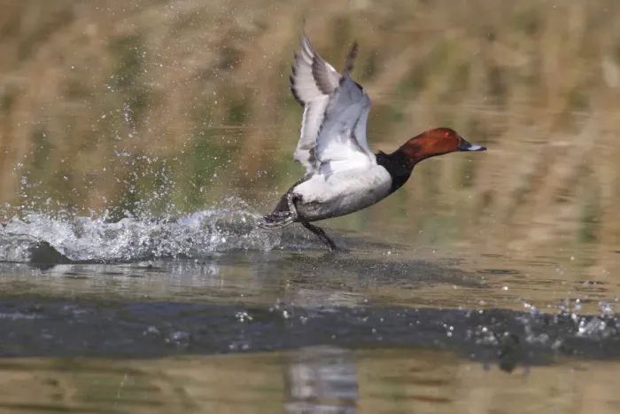 Framed Print : Common Pochard -Aythya ferina-, drake taking off, Sarszentmiklos, Fejer megye, Hungary Framed Print : Common Pochard -Aythya ferina-, drake taking off, Sarszentmiklos, Fejer megye, Hungary