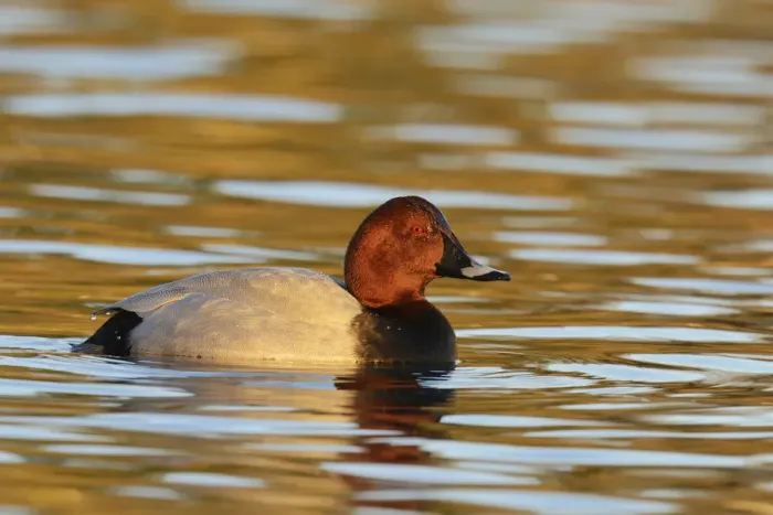 Framed Print : Common Pochard -Aythya ferina-, drake in breeding plumage, Cham, Canton of Zug, Switzerland Framed Print : Common Pochard -Aythya ferina-, drake in breeding plumage, Cham, Canton of Zug, Switzerland