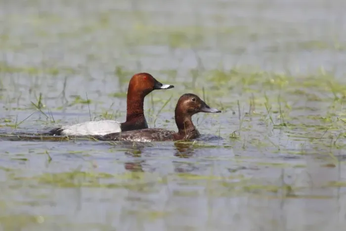 Framed Print : Common Pochard -Aythya ferina- pair courting in shallow water, Burgenland, Austria Framed Print : Common Pochard -Aythya ferina- pair courting in shallow water, Burgenland, Austria