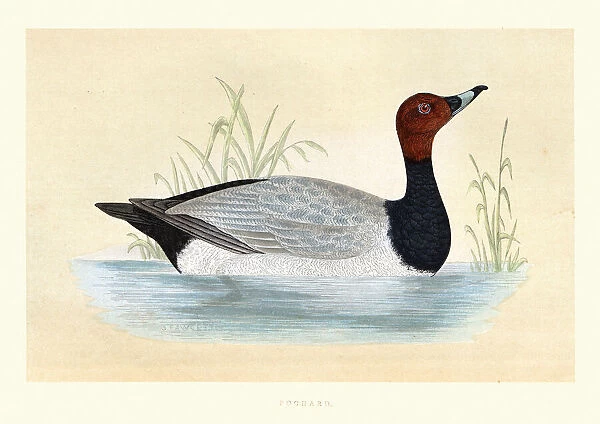 Common pochard, Aythya ferina, Wildlife, Birds, diving ducks, Art Prints