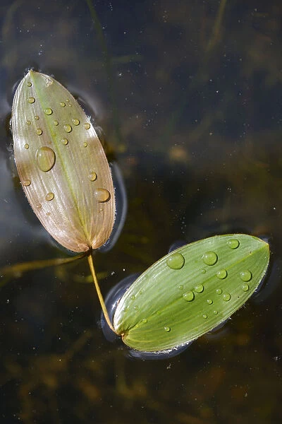 Common Pondweed or Floating Pondweed -Potamogeton natans-, Emsland, Lower Saxony, Germany