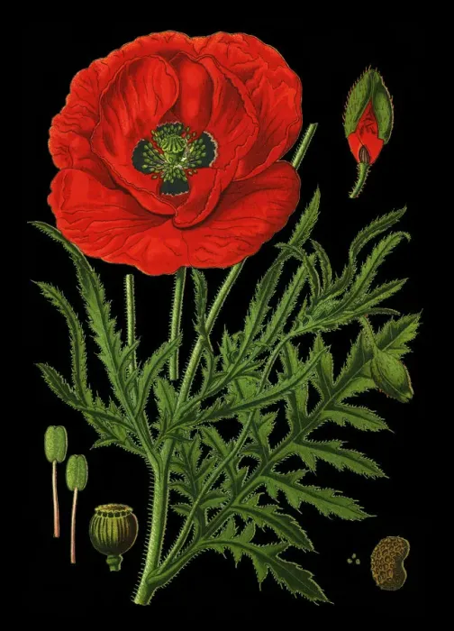 Framed Print : common poppy, corn poppy, corn rose, field poppy, Flanders poppy, red poppy Framed Print : common poppy, corn poppy, corn rose, field poppy, Flanders poppy, red poppy