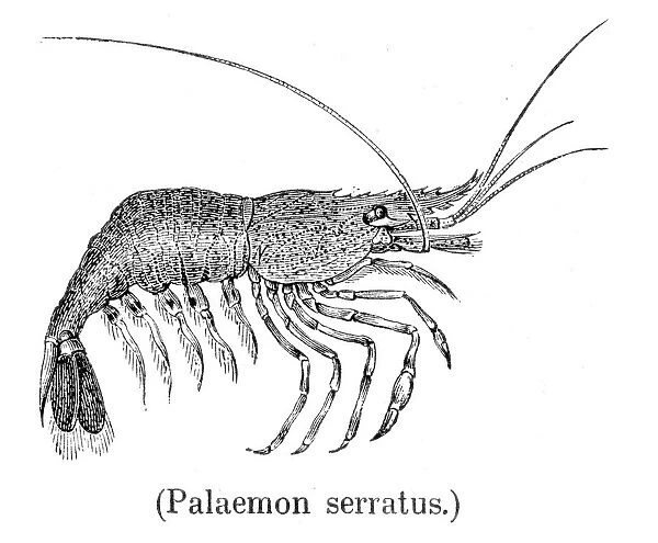 Common prawn engraving 1888