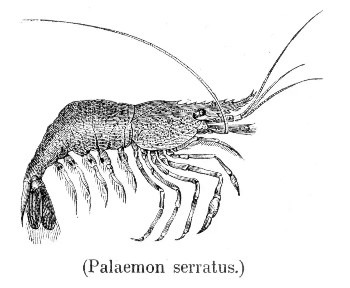 Framed Print : Common prawn engraving 1888 Framed Print : Common prawn engraving 1888