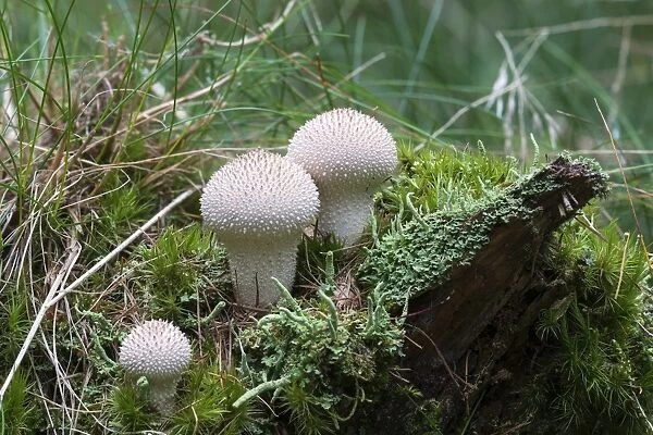 Common Puffball -Lycoperdon perlatum-, Bad Homburg, Hesse, Germany