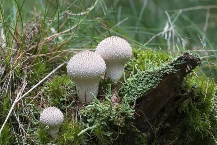 Framed Print : Common Puffball -Lycoperdon perlatum-, Bad Homburg, Hesse, Germany