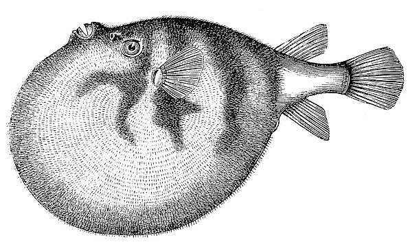 Common Puffer or Pufferfish (Tetraodon Cutcutia)