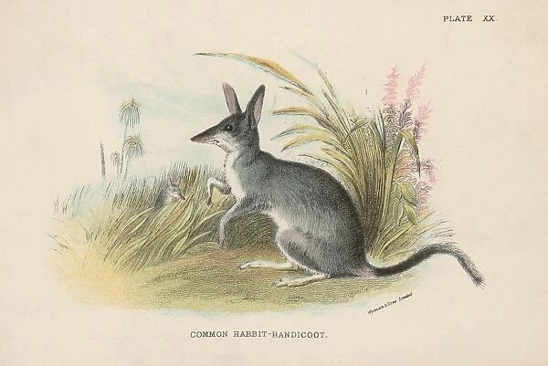 Common Rabbit-Bandicoot