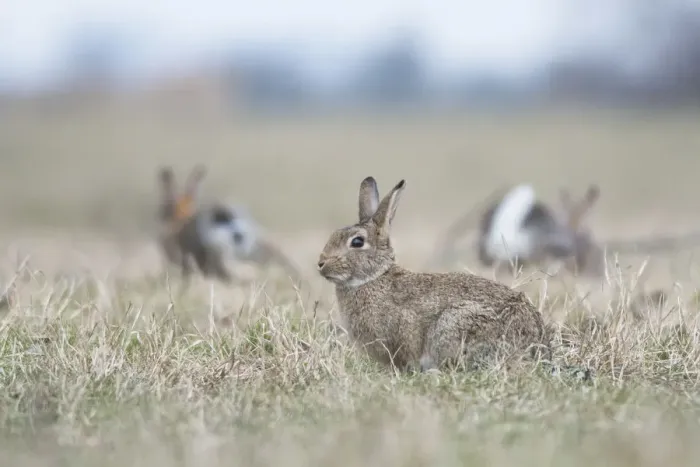 Framed Print : Common Rabbits -Oryctolagus cuniculus- on meadow, National Park Neusiedler See-Seewinkel, Burgenland, Austria